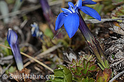 Schleichers Enzian (Gentiana schleicheri) (C253185)