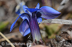 Schleichers Enzian (Gentiana schleicheri) (C253187)