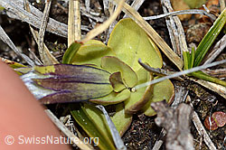 Schleichers Enzian (Gentiana schleicheri) (C253191)