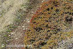 Juniperus communis ssp. saxatilis (26.05.2023, C253203)