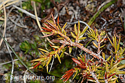 Juniperus communis ssp. saxatilis (C253206)