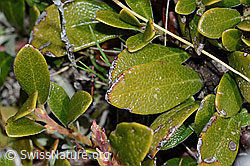 Immergrüne Bärentraube (Arctostaphylos uva-ursi) (C253215) Immergrüne Bärentraube (Arctostaphylos uva-ursi) (C253215)