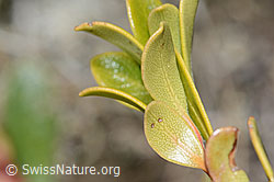 Immergrüne Bärentraube (Arctostaphylos uva-ursi) (C253217) Immergrüne Bärentraube (Arctostaphylos uva-ursi) (C253217)