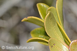 Immergrüne Bärentraube (Arctostaphylos uva-ursi) (C253218) Immergrüne Bärentraube (Arctostaphylos uva-ursi) (C253218)