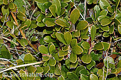 Immergrüne Bärentraube (Arctostaphylos uva-ursi) (C253220) Immergrüne Bärentraube (Arctostaphylos uva-ursi) (C253220)