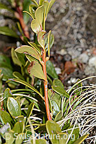 Immergrüne Bärentraube (Arctostaphylos uva-ursi) (C253221) Immergrüne Bärentraube (Arctostaphylos uva-ursi) (C253221)