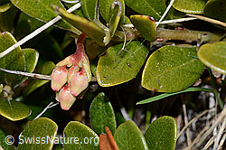 Immergrüne Bärentraube (Arctostaphylos uva-ursi) (C253230) Immergrüne Bärentraube (Arctostaphylos uva-ursi) (C253230)