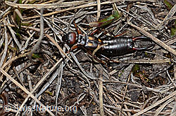 Anechura bipunctata (C253239)