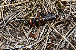 Anechura bipunctata (C253240)
