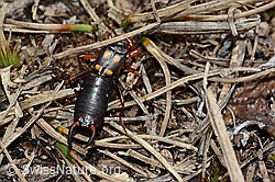 Anechura bipunctata (C253245)