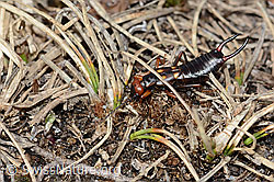 Anechura bipunctata (C253246)