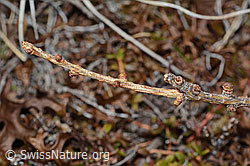 Larix decidua (C253280)
