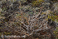 Larix decidua (C253285)