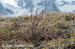 Larix decidua (C253286)