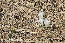 Frühlings-Krokus (Crocus albiflorus) (C253300) Frühlings-Krokus (Crocus albiflorus) (C253300)