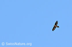 Bartgeier (Gypaetus barbatus) (C253308) Bartgeier (Gypaetus barbatus) (C253308)