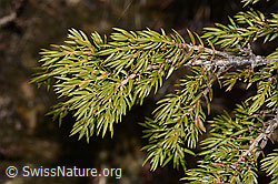 Juniperus communis ssp. saxatilis (C253336) Juniperus communis ssp. saxatilis (C253336)