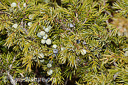 Juniperus communis ssp. saxatilis (C253375) Juniperus communis ssp. saxatilis (C253375)