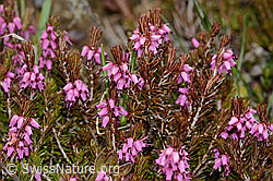 Erica carnea (C253377)