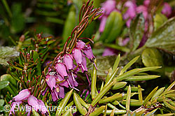 Erica carnea (C253378)