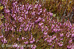 Erica carnea (C253381)