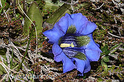 Kochscher Enzian (Gentiana acualis) (C253383)