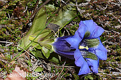 Kochscher Enzian (Gentiana acualis) (C253386)