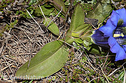 Kochscher Enzian (Gentiana acualis) (C253387)