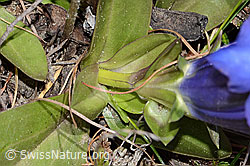 Kochscher Enzian (Gentiana acualis) (C253388)