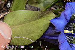 Kochscher Enzian (Gentiana acualis) (C253389)