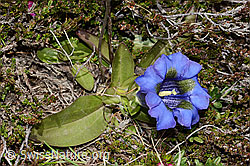 Kochscher Enzian (Gentiana acualis) (C253391)