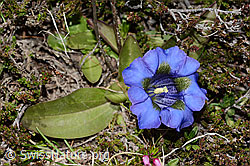 Kochscher Enzian (Gentiana acualis) (C253393)
