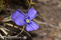 Langsporniges Stiefmütterchen (Viola calcarata) (C253394) Langsporniges Stiefmütterchen (Viola calcarata) (C253394)