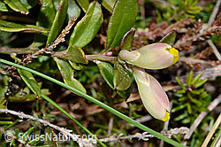 Polygala Chamaebuxus (C253429)