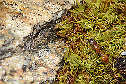 Temnothorax albipennis (Knotenameise) (C253444)