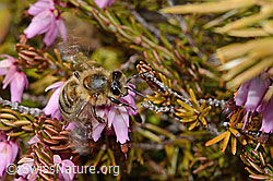 Westliche Honigbiene (Apis mellifera) auf Schwarzdorn (Prunus spinosa)