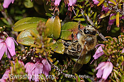 Honigbiene (Apis mellifera) auf Erika (Erica carnea) (C253476)