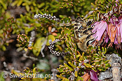 Honigbiene (Apis mellifera) auf Erika (Erica carnea) (C253477)