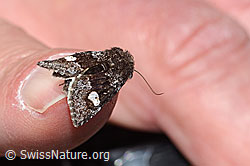 Foto: Moor-Bunteule (Coranarta Cordigera)