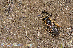 Halictus rubicundus (C253498)