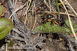 Halictus rubicundus (C253500)