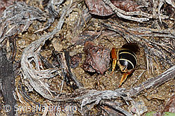 Halictus rubicundus (C253503)