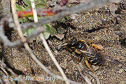 Halictus rubicundus (C253506)