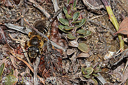 Halictus rubicundus (C253509)