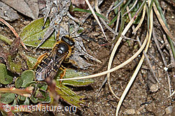 Halictus rubicundus (C253510)