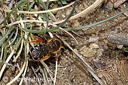 Halictus rubicundus (C253512)