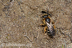 Halictus rubicundus (C253517)