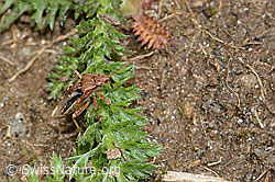 Foto: Helle Porenwanze (Stictopleurus abutilon)