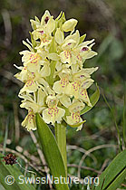 Dactylorhiza sambucina (C253549)