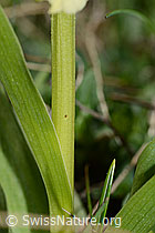 Dactylorhiza sambucina (C253553)